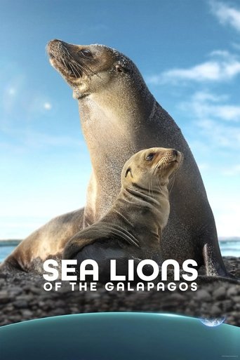 Sea Lions of the Galapagos 2025